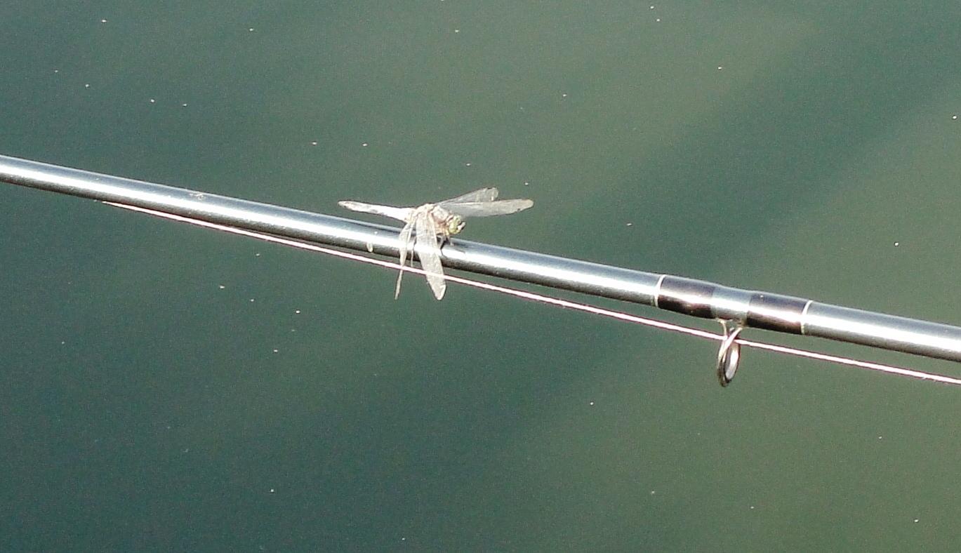 Moara Vlasiei 2 23 - 24 iun. - dsc00784.JPG